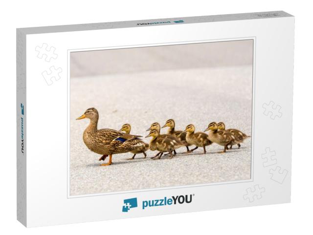 A Mother Duck & Her Ducklings Crossing a Road in a Line... Jigsaw Puzzle