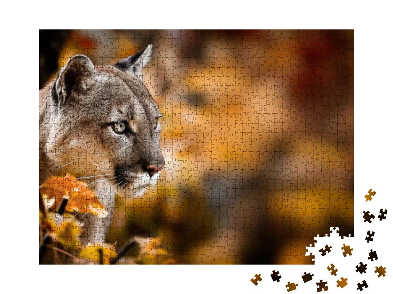 Portrait of Beautiful Puma in Autumn Forest. American Cou... Jigsaw Puzzle with 1000 pieces