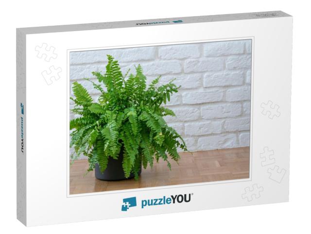 Nephrolepis Exaltata, Beautiful Potted Ferns or Green Lad... Jigsaw Puzzle