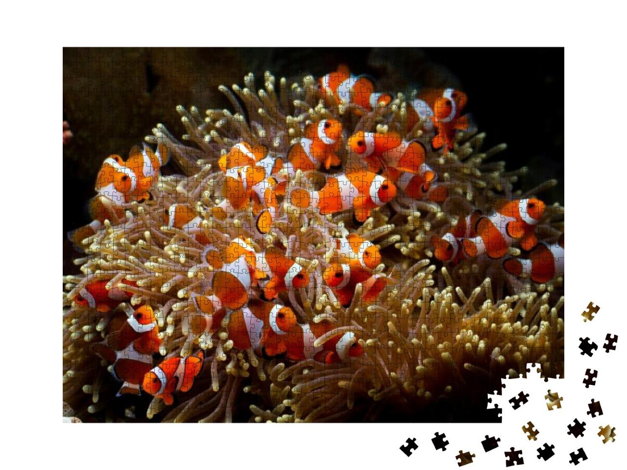 Cute Anemone Fish Playing on the Coral Reef, Beautiful Co... Jigsaw Puzzle with 1000 pieces