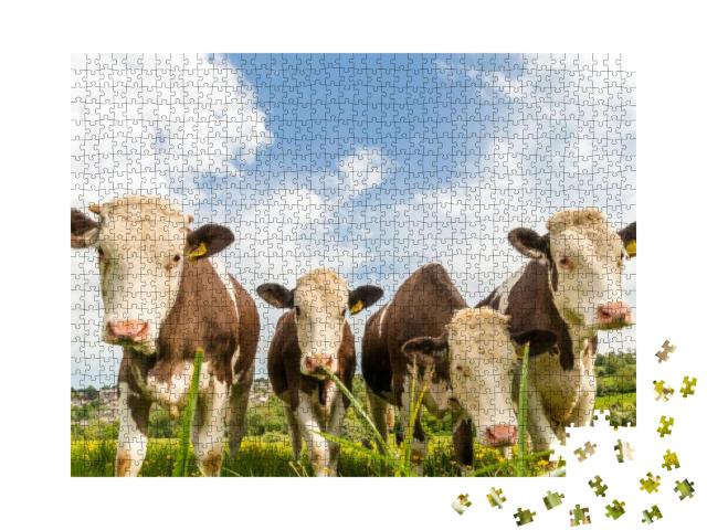 Red & White Spotted Cows Looking Into the Camera & Standi... Jigsaw Puzzle with 1000 pieces
