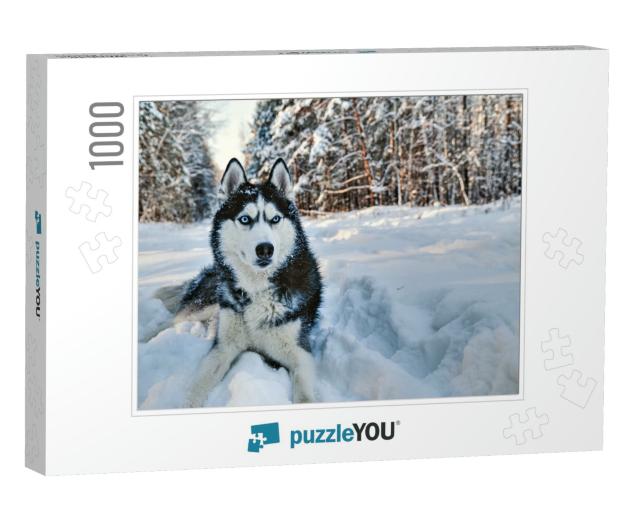 Husky Dog Lying in the Snow. Black & White Siberian Husky... Jigsaw Puzzle with 1000 pieces