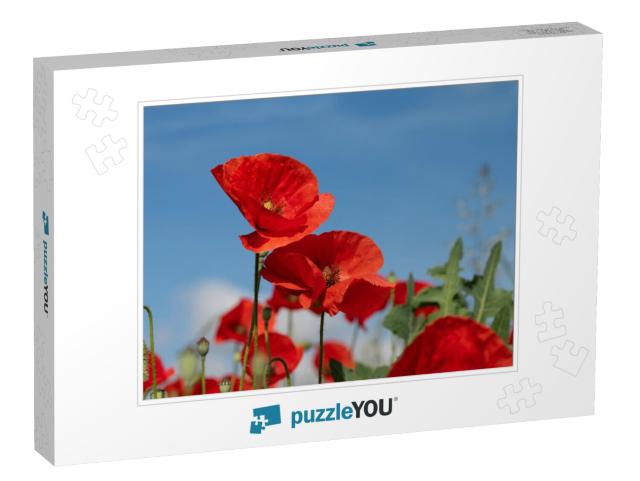 Bright Red Corn Poppy Growing Outdoors in a Poppy Field i... Jigsaw Puzzle