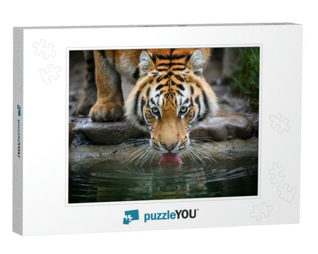 Close Up Siberian or Amur Tiger Drinking Water from Lake... Jigsaw Puzzle