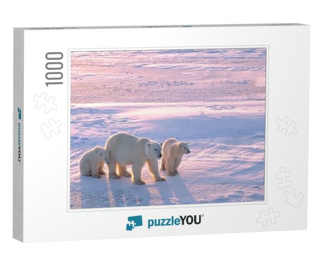 Polar Bear with Cubs in Canadian Arctic... Jigsaw Puzzle with 1000 pieces