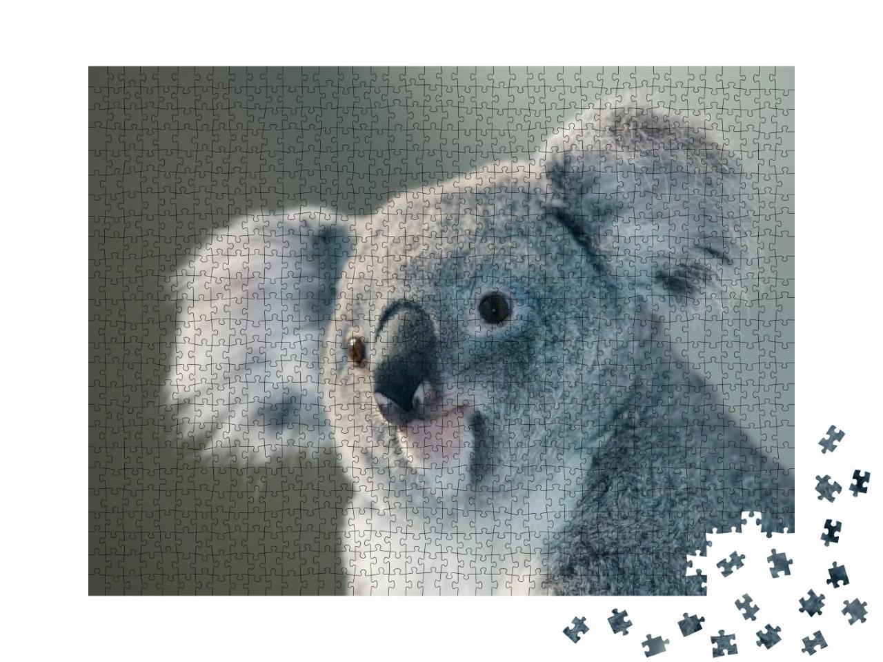 Koala Phascolarctos Cinereus, Portrait of Female... Jigsaw Puzzle with 1000 pieces