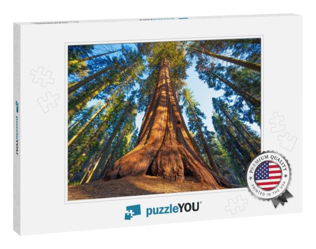 Famous Sequoia Park & Giant Sequoia Tree At Sunset... Jigsaw Puzzle