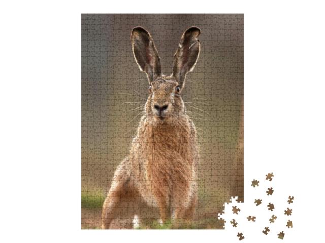 European Hare, Lepus Europaeus... Jigsaw Puzzle with 1000 pieces