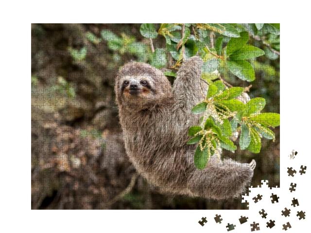 Common Sloth on Jungle... Jigsaw Puzzle with 1000 pieces