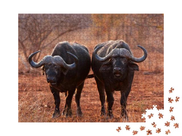African Buffalo, Cape Buffalo, Syncerus Caffer, Kruger Na... Jigsaw Puzzle with 1000 pieces