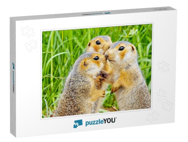 Funny Cute Loving Gophers Sitting in a Meadow on a Warm S... Jigsaw Puzzle