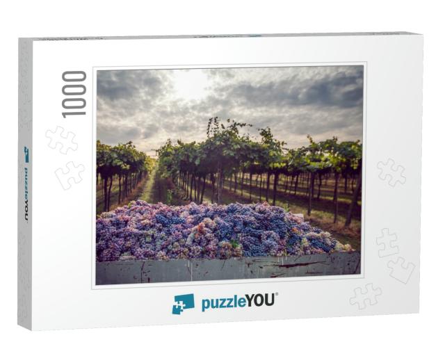 Grape Harvest... Jigsaw Puzzle with 1000 pieces