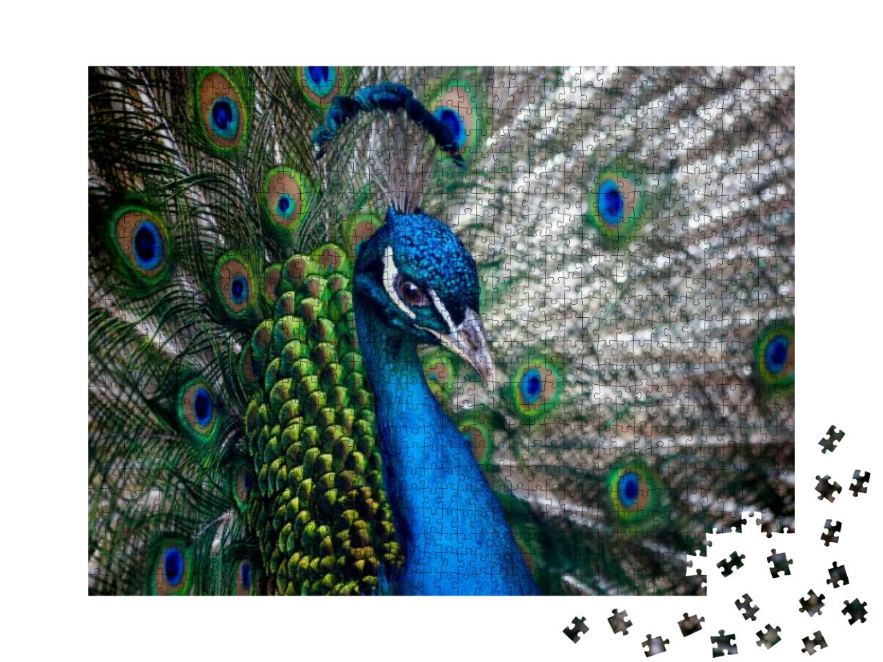 Beautiful Peacock Head... Jigsaw Puzzle with 1000 pieces