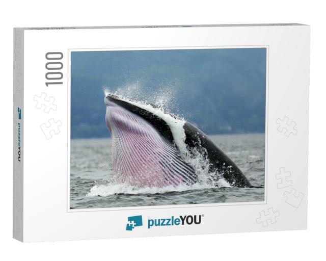 Minke Whale Photography At Tadoussac Quebec... Jigsaw Puzzle with 1000 pieces