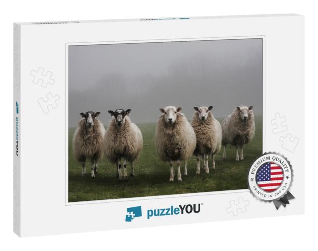 Five Sheep in a Field on a Misty Morning in Dorset... Jigsaw Puzzle
