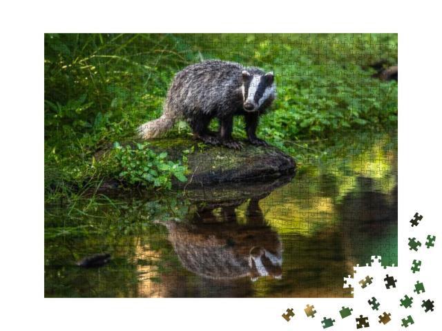 Badger in Forest, Animal in Nature Habitat, Germany, Euro... Jigsaw Puzzle with 1000 pieces