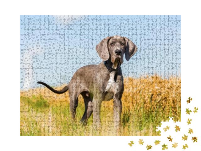 Portrait Picture of a Great Dane Puppy Who Stands on a Co... Jigsaw Puzzle with 1000 pieces