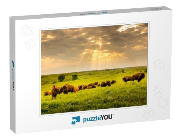 These Impressive American Bison Wander the Kansas Maxwell... Jigsaw Puzzle