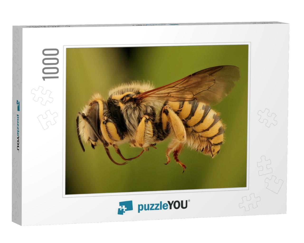 Bee...Macro Specimen, Flying Insect, Side Front Back... Jigsaw Puzzle with 1000 pieces