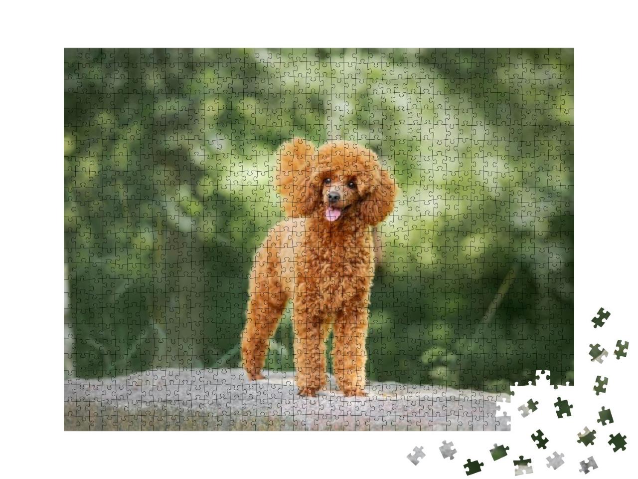 Miniature Poodle Puppy Standing on the Rock... Jigsaw Puzzle with 1000 pieces