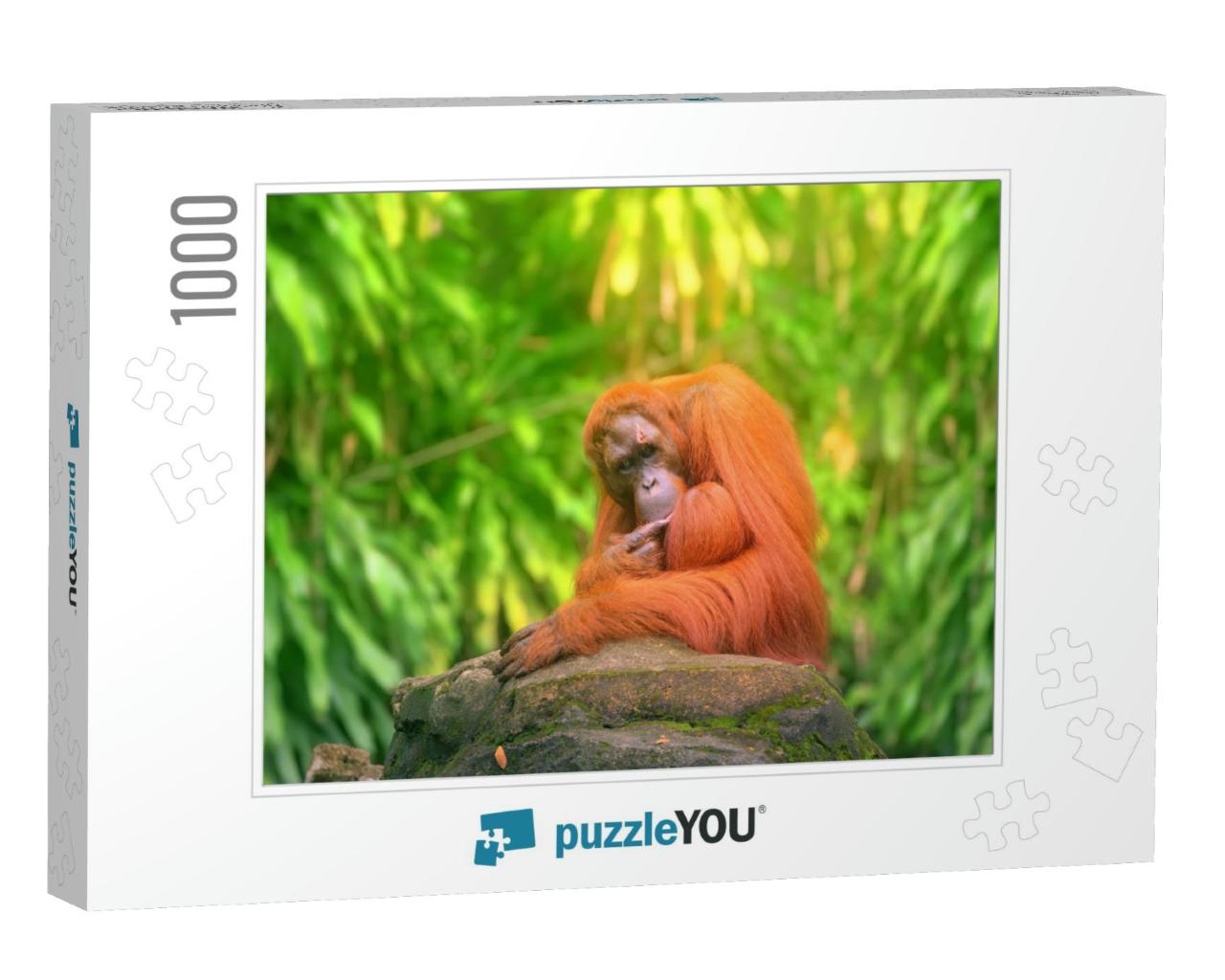 Adult Orangutan Sitting with Jungle as a Background... Jigsaw Puzzle with 1000 pieces