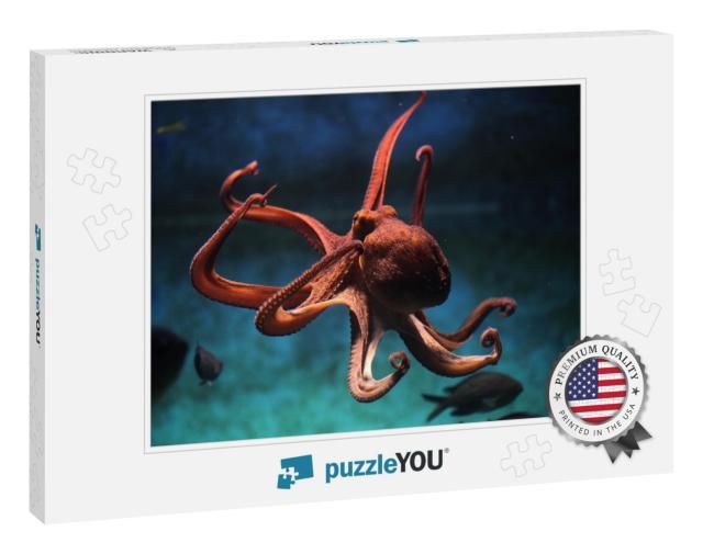 Common Octopus Vulgaris. Wildlife Animal... Jigsaw Puzzle