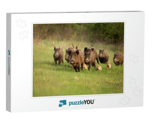 Group of Wild Boars, Sus Scrofa, Running in Spring Nature... Jigsaw Puzzle