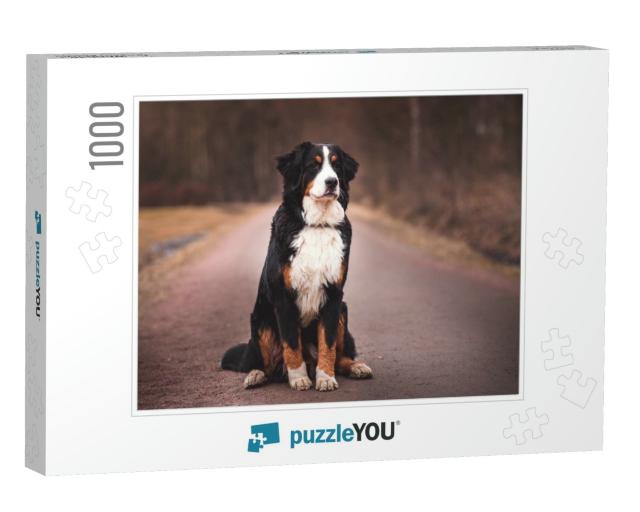Bernese Mountain Dog Sitting on the Road... Jigsaw Puzzle with 1000 pieces