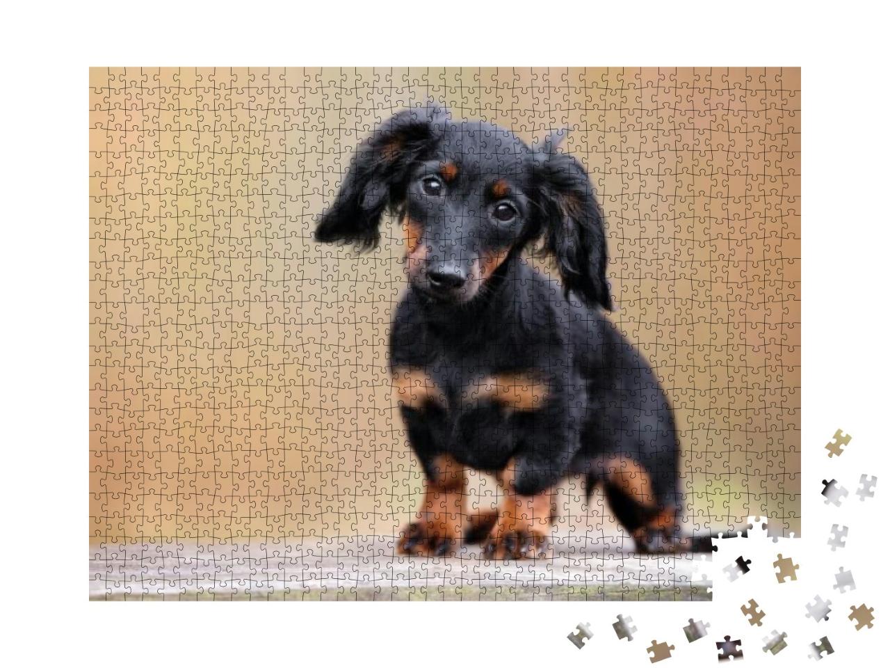 Black Dachshund Puppy Portrait Outdoors... Jigsaw Puzzle with 1000 pieces
