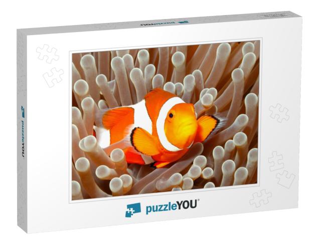 Clown Anemonefish, Amphiprion Percula, Swimming Among the... Jigsaw Puzzle