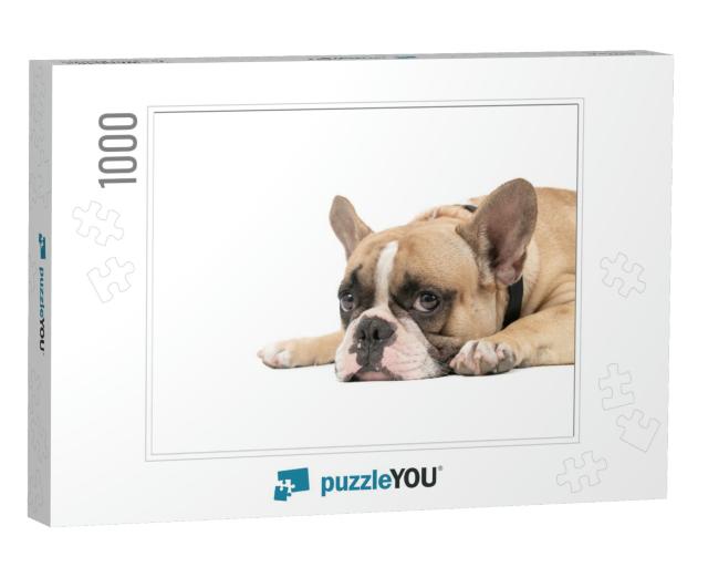 An Anorexic French Bulldog Lying on a White Background, H... Jigsaw Puzzle with 1000 pieces