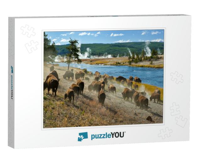 A Herd of Bison Moves Quickly Along the Firehole River in... Jigsaw Puzzle