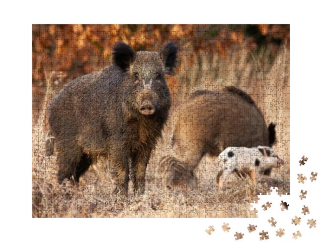 Dangerous Wild Boar, Sus Scrofa, Protecting It Young Stri... Jigsaw Puzzle with 1000 pieces