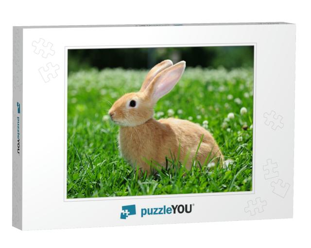Rabbit in the Nature... Jigsaw Puzzle
