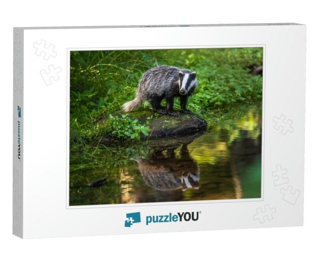 Badger in Forest, Animal in Nature Habitat, Germany, Euro... Jigsaw Puzzle