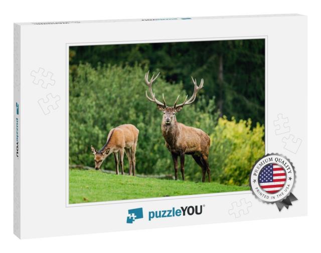 Wild Old Male Red Deer is Looking to Camera by the Female... Jigsaw Puzzle