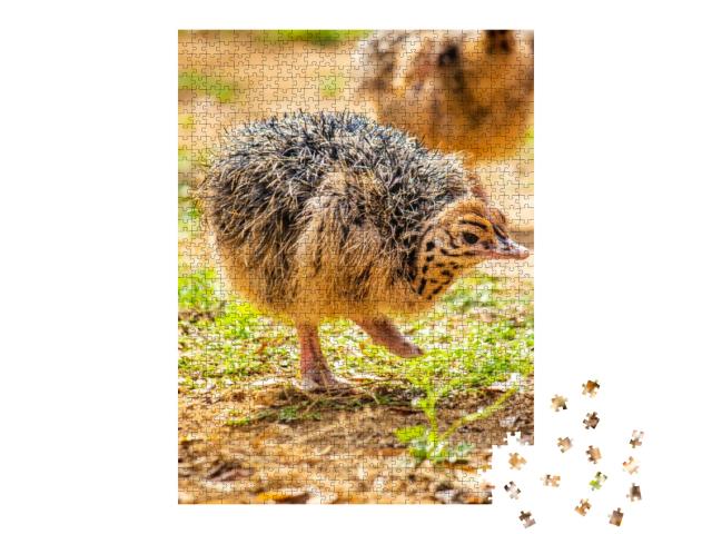 Baby Ostrich Portrait. Solo Baby Ostrich Stand on Forest... Jigsaw Puzzle with 1000 pieces