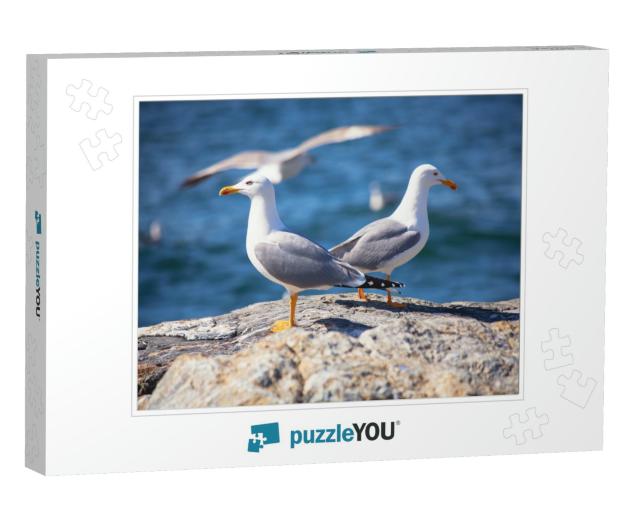 Close Up View of Two White Seagulls Sitting on the Beach... Jigsaw Puzzle