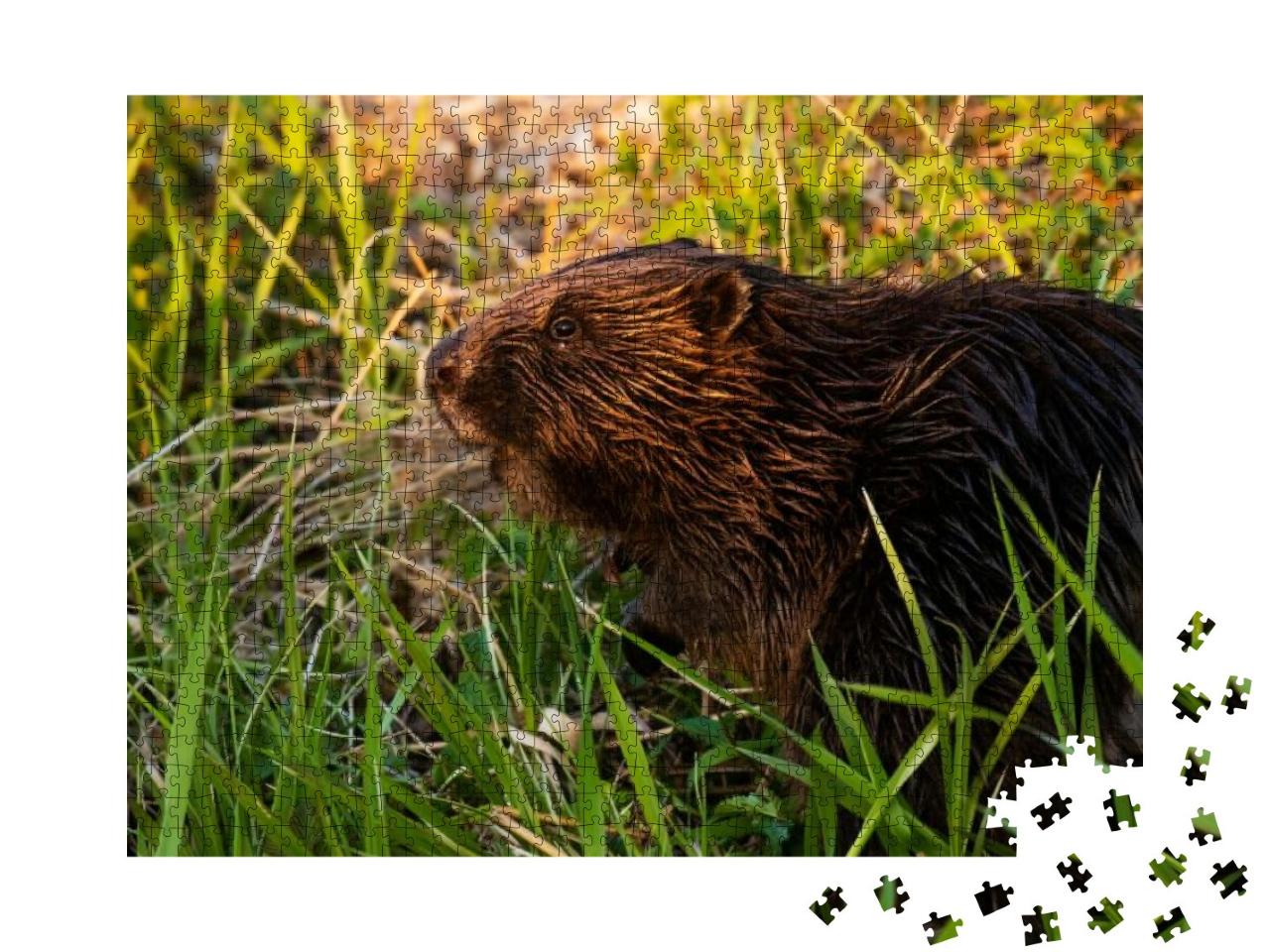 Eurasian Beaver Castor Fiber in the Middle of Lush & Gree... Jigsaw Puzzle with 1000 pieces