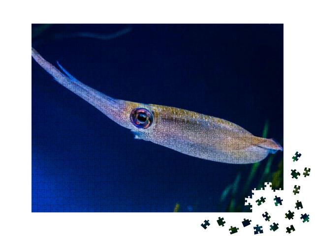 Bigfin Reef Squid Sepioteuthis Lessoniana Live in the Dee... Jigsaw Puzzle with 1000 pieces