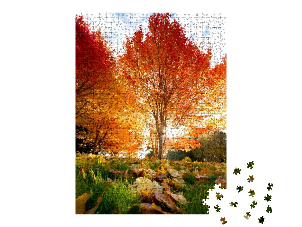 Trees with Sunbeam... Jigsaw Puzzle with 1000 pieces
