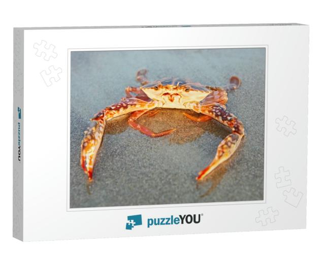 Funny Red Crab Sitting on the Sand Taken in Goa, India... Jigsaw Puzzle
