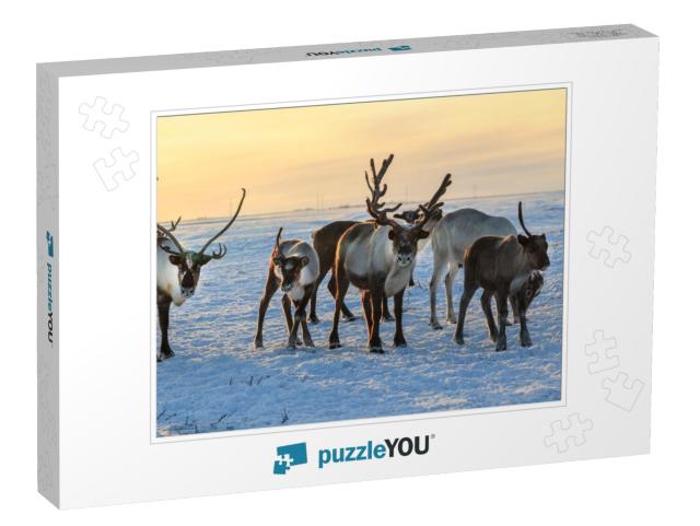 Herd of Reindeer in Winter Weather, Pasture Reindeer... Jigsaw Puzzle