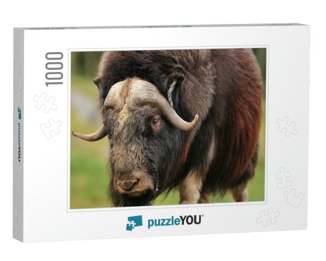 Portrait of an Angry Musk Ox with Big Horns... Jigsaw Puzzle with 1000 pieces