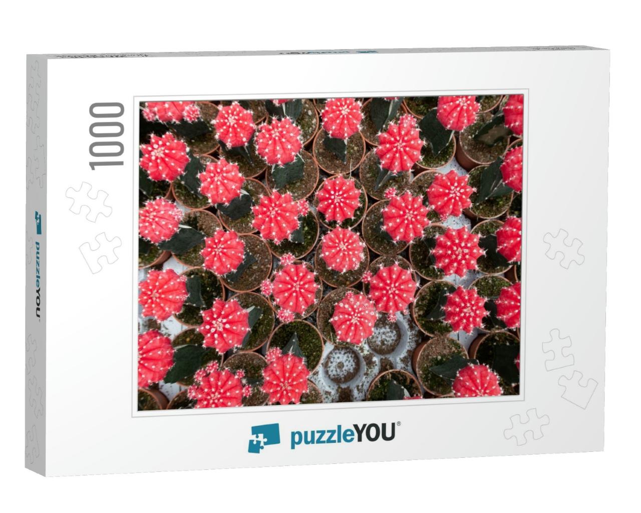 Beautiful Colorful Gymnocalycium Milanovich Grafted Cactu... Jigsaw Puzzle with 1000 pieces