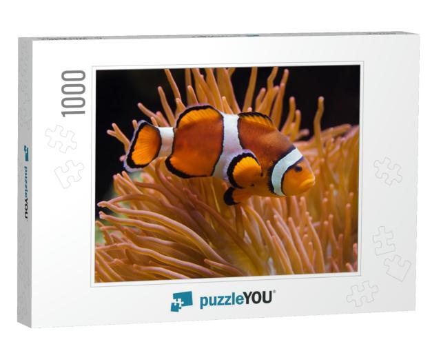 Ocellaris Clownfish Amphiprion Ocellaris, Also Known as t... Jigsaw Puzzle with 1000 pieces