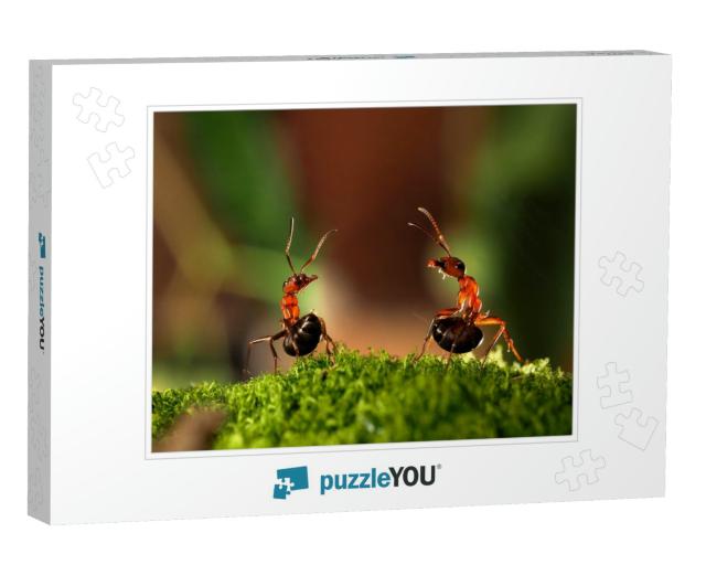 Battle of Two Ants. Beautiful Ants Are on the Moss Liftin... Jigsaw Puzzle