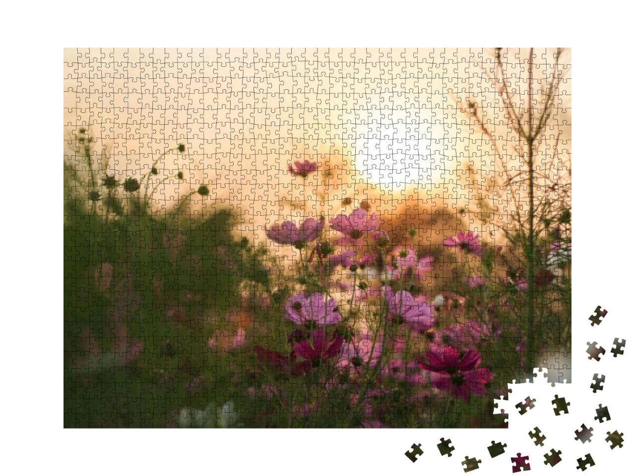 The Cosmos Flower Garden At Sunset Has an Orange Backgrou... Jigsaw Puzzle with 1000 pieces