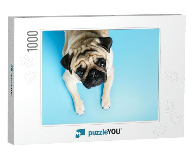 Beige Pug Dog Lies on a Blue Background & Looks Sadly At... Jigsaw Puzzle with 1000 pieces