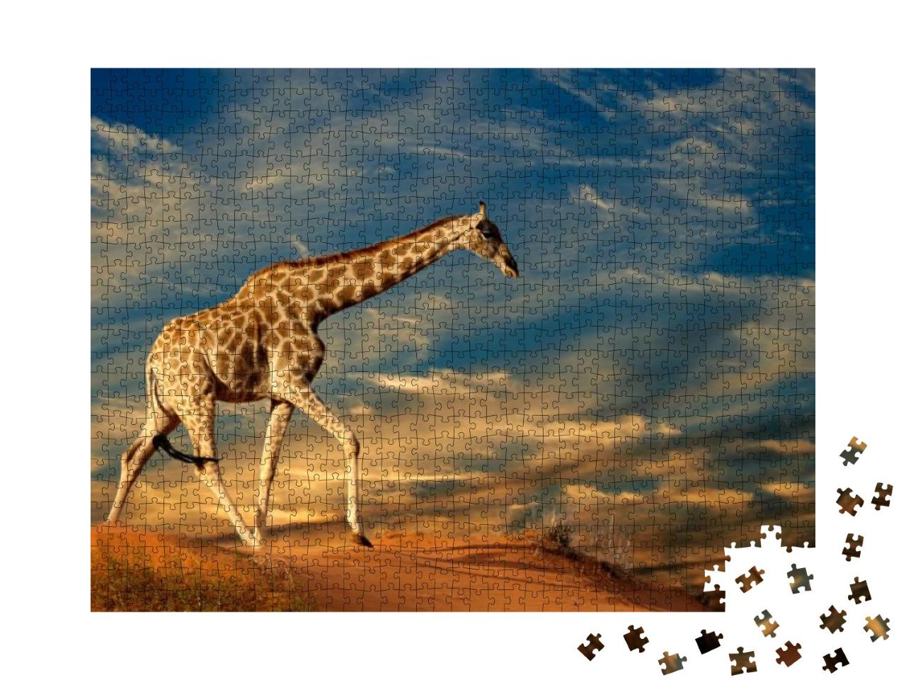 Giraffe Giraffa Camelopardalis Walking on a Sand Dune wit... Jigsaw Puzzle with 1000 pieces